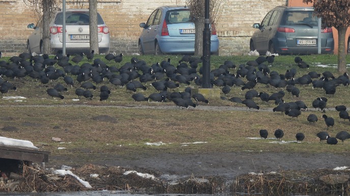 Nova vrsta na zimovanju